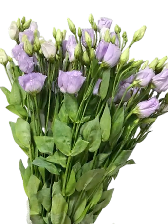 Charming Purple Lisianthus ( per piece)