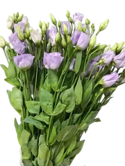 Charming Purple Lisianthus ( per piece)