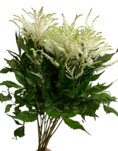 Astilbe Ivory (50 pieces /bunch)