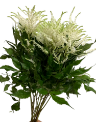 Astilbe Ivory (50 pieces /bunch)