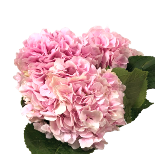 Hydrangea Sweet Pink
