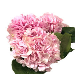 Hydrangea Sweet Pink