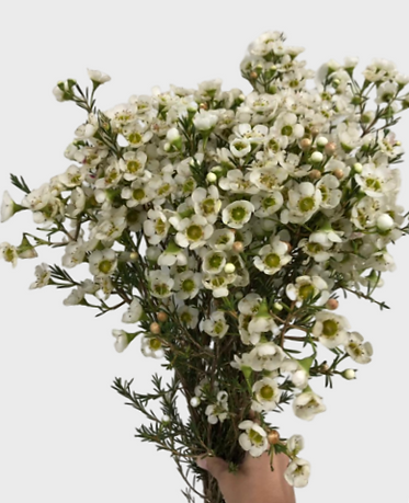Chamelaucium Pearl ( 25 pieces /bunch)