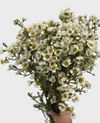 Chamelaucium Pearl ( 25 pieces /bunch)