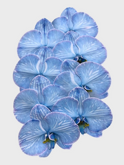 Phaleonopsis Cut