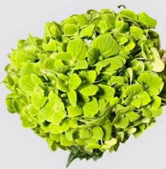 Hydrangea Calming Green