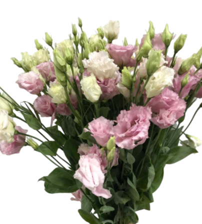 Blooming Pink Lisianthus ( per piece)