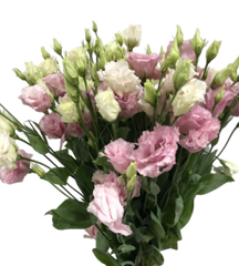 Blooming Pink Lisianthus ( per piece)