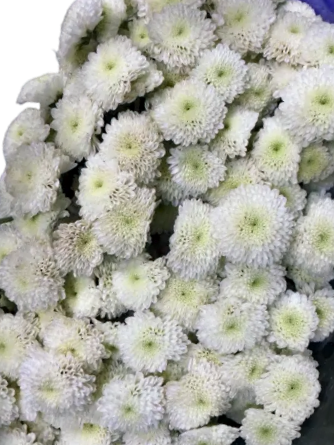 Chrysanthemum Button White (25 Stems)