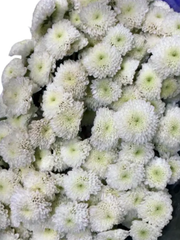 Chrysanthemum Button White (25 Stems)