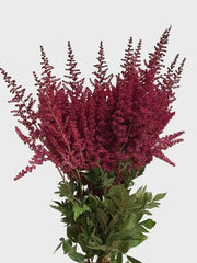Astilbe Burgundy Red (50 pcs /bunch)