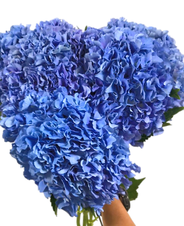 Hydrangea Deep Blue