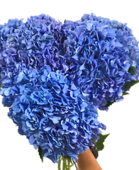 Hydrangea Deep Blue