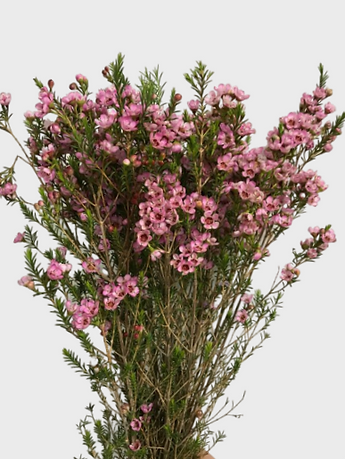 Chamelaucium Magenta