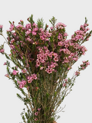 Chamelaucium Magenta