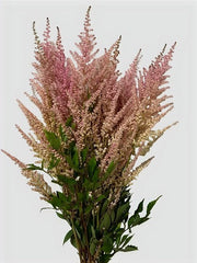 Astilbe Pinkish ( 50pcs/bunch)