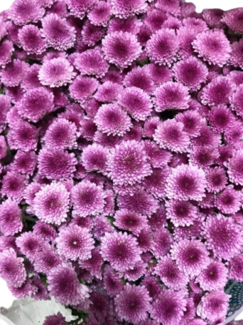 Chrysanthemum Button Bi-Pink (25 Stems)