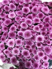 Chrysanthemum Button Bi-Pink (25 Stems)