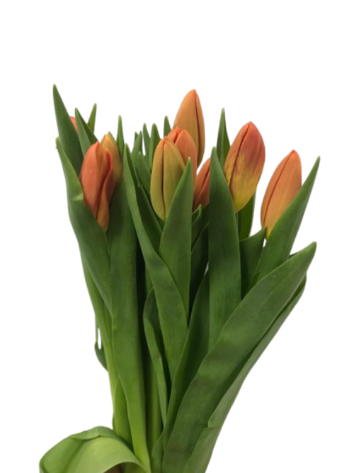 Tulip Orange ( 10 Stems)