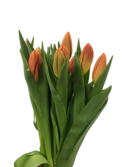 Tulip Orange ( 10 Stems)
