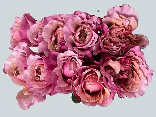 Bunch Rouge Pink