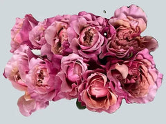 Bunch Rouge Pink