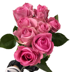 Rose Coral Pink ( 10 Stems)
