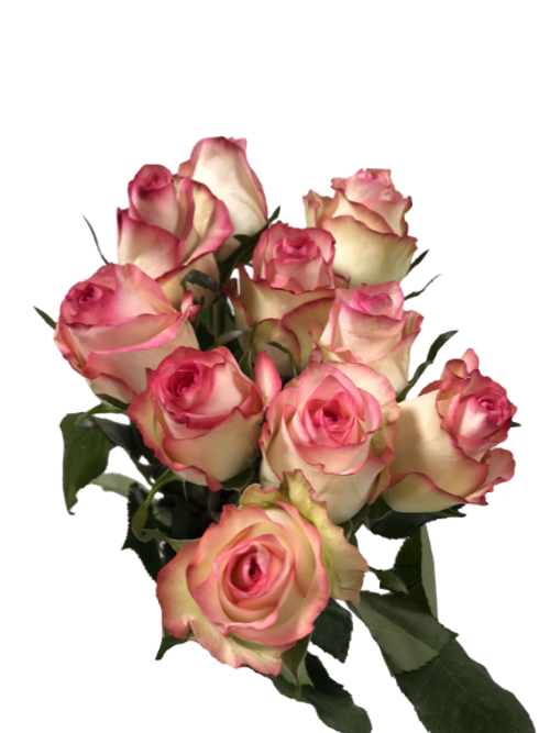Rose Dual Pink ( 10 Stems)