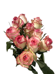 Rose Dual Pink ( 10 Stems)