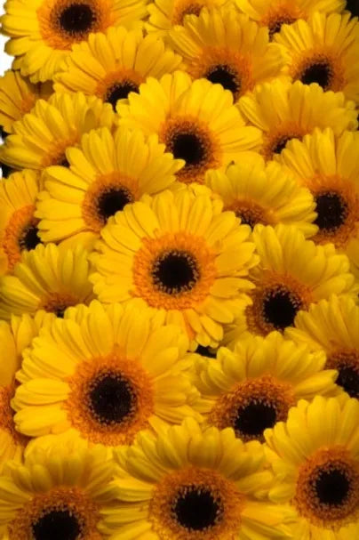 Gerbera Yellow Sun