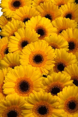 Gerbera Yellow Sun
