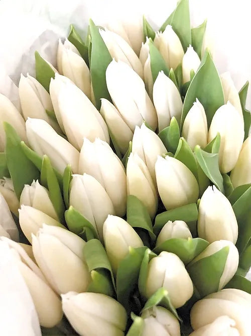 White Tulip