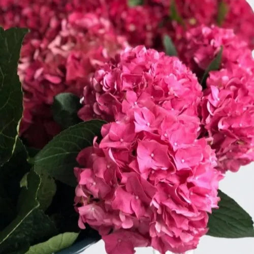 Hydrangea Fuchsia Pink
