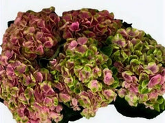 Hydrangea PinkGreen