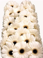 Gerbera White