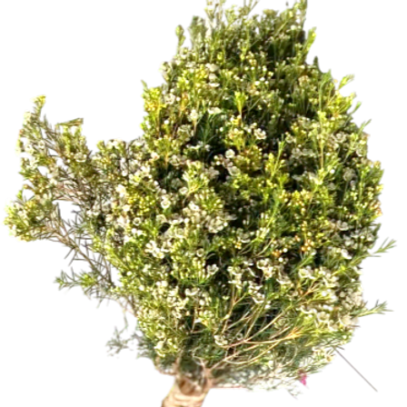 Wax Flower White