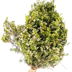 Wax Flower White
