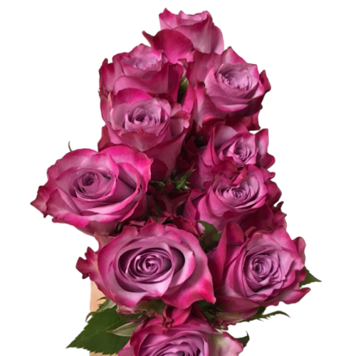 Rose Deep Purple (10stems)