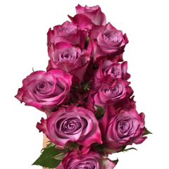 Rose Deep Purple (10stems)