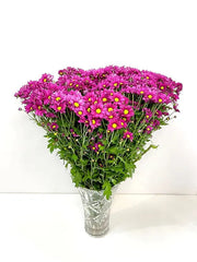 Pink Mini Chrisanthemum