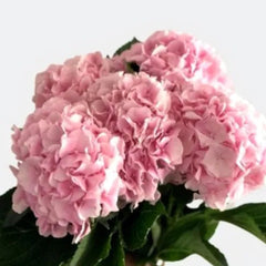 Hydrangea Baby Pink