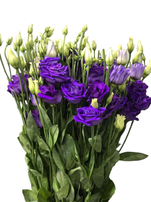 Lisianthus Blue  ( 10 Stems )