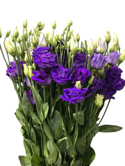 Lisianthus Blue  ( 10 Stems )