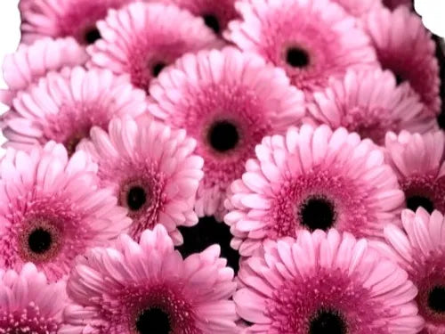 Gerbera Pink