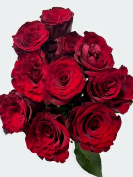 Rosy Red ( 10 stems /bunch)