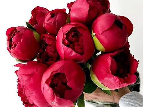 Peony Hot