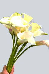 Calla White