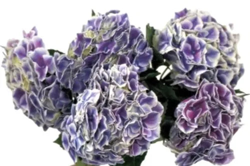 Hydrangea Blue Purple ( 1)