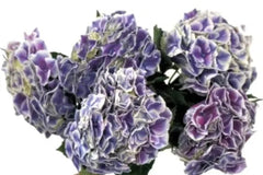 Hydrangea Blue Purple ( 1)