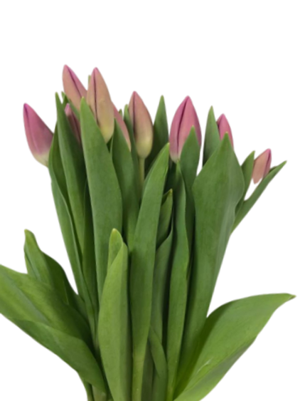 Tulip Pretty in Pink ( 10pcs/Bunch)